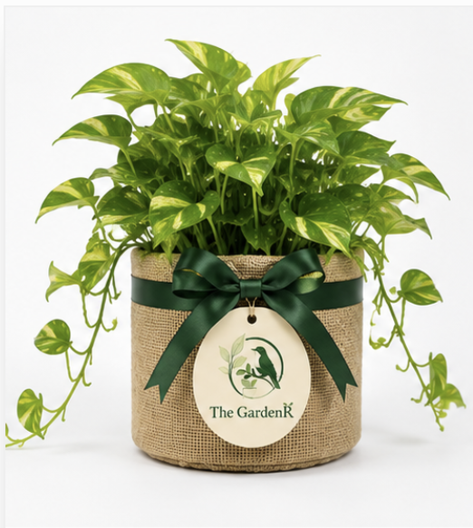 Money Plant (Golden Pothos)